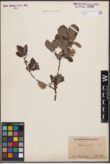 Foto von Salix cinerea L.